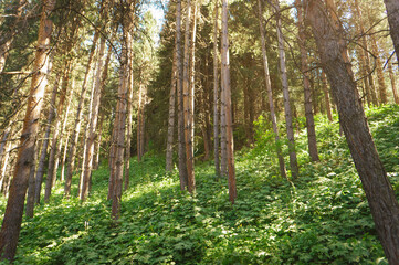Mountain trail, trekking route in the mountains. Landscape of mountains in the summer. The road among the pine forest in the mountains.