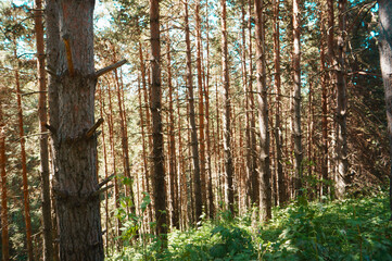 Mountain trail, trekking route in the mountains. Landscape of mountains in the summer. The road among the pine forest in the mountains.