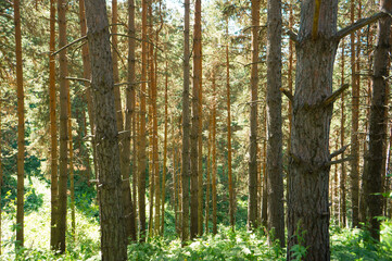 Mountain trail, trekking route in the mountains. Landscape of mountains in the summer. The road among the pine forest in the mountains.