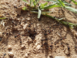 black ant colony