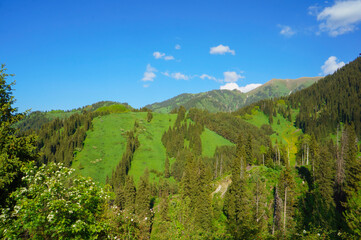 Mountain landscape, mountain landscape in the summer. Green Mountain Pines and spruce in the mountains. Blue sky. The clouds. Trekking route in the mountains. Traveling in the mountains.