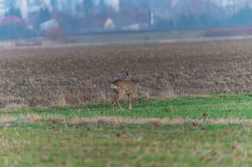 roe deer in the fields