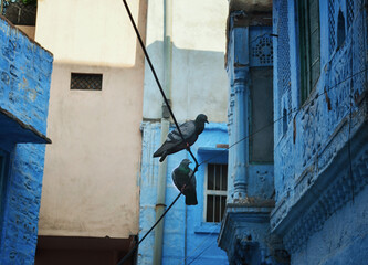 blue houses and two pigeons sit on wires in Jodhpur, India