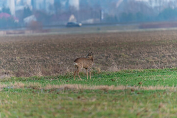 roe deer in the fields