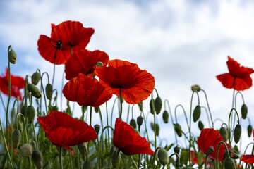 Wild red poppies against the blue sky