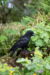 Fototapeta premium Crow on a stump.