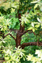 Lily-of-the-valley bush bark.