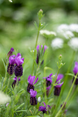 French lavender. Purple flowers in a field.