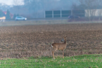 Naklejka premium roe deer in the fields