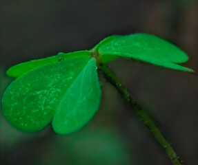 Macro photography of a clover with well-detailed rain drops