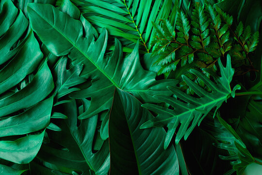 closeup nature view of green monstera leaf and palms background. Flat lay, dark nature concept, tropical leaf © Nabodin