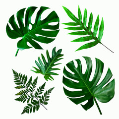 set van groene monstera palm en tropische plant blad op witte achtergrond voor ontwerpelementen, plat lag