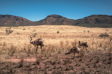 Fototapeta na wymiar Emus in front of Wilpena Pound at Flinders Ranges, South Australia