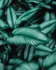 closeup nature view of green leaf background, dark wallpaper concept, tropical leaf