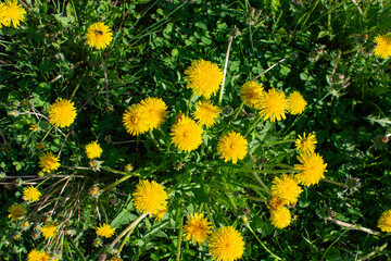 field of yellow dandelions top view