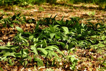 Allium ursinum, known as wild garlic, ramsons, buckrams, broad-leaved garlic, wood garlic, bear leek or bear's garlic.