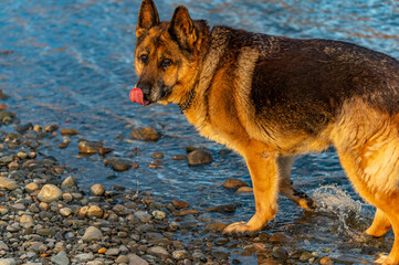 german shepherd dog on the beach
