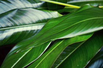 Fototapeta na wymiar green juicy long leaves with highlights