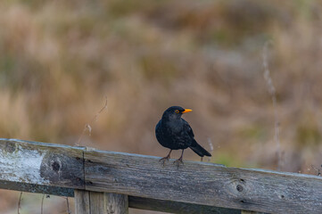 blackbird on a fence