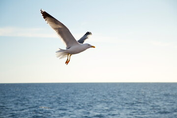 Naklejka premium Bird above the sea