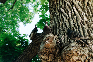 pigeon on a tree