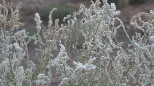 White desert flowers, white saxaul (Haloxylon persicum) or Ghada, blowing in the wind in the sand dunes of the United Arab Emirates.	
