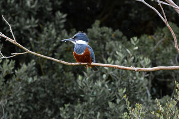 Ringed Kingfischer (Martin Pescador) Latin Name: Megaceryle torquata. Rio Maullin. Chile