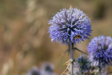 Big yellow and black striped bee is flying around a big bright purple spheric flower also known as "echinops ritro" and gathering a pollen.