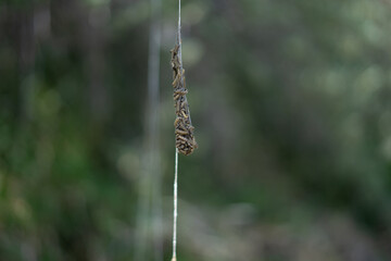A lot of caterpillars