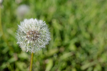 White dandelion flower on fresh dark green background. Close-up view of dandelion with copy space.