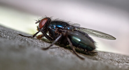 Fliege mit Fasettenaugen Makroaufnahme 
