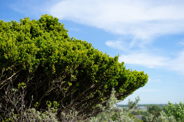 Fototapeta na wymiar Beautiful tree in Panbos
