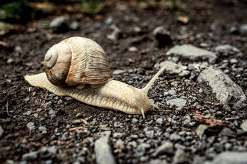 Schnecke / Weinbergschnecke
