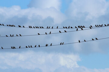 viele Vögel - Stare- Sturnidae-  auf einer Stromleitung