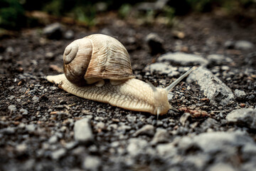 Schnecke / Weinbergschnecke