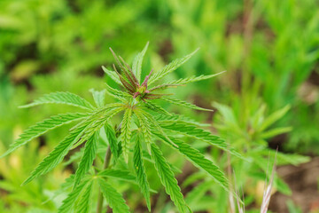 cannabis is a narcotic plant / small sprouts of cannabis