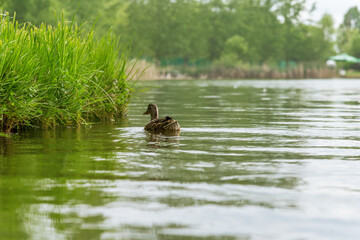 Duck in the water.