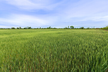 field of young wheat / fields of Ukraine agriculture