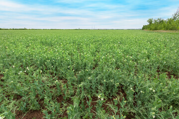 Fototapeta na wymiar field of peas agriculture / agriculture green peas