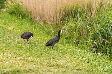 Eurasian common coot (Fulica atra) standing on grass.