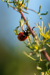 Ladybug on a flower. Ladybird on a leaf. Closeup, Macro.