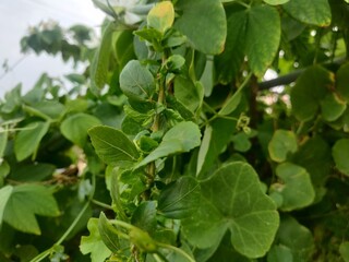 Obraz premium green leaves in the garden