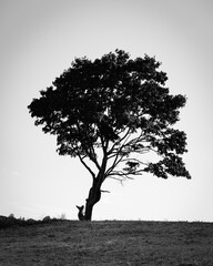 lonely tree silhouette