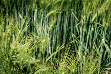 Weizenfeld / Weizen / Sommer / Feld / Ernte / Erntedank