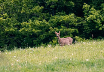 Deer in the meadow. Roe deer in the woods. 