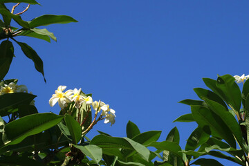 ้High angle view of Clear sky through green leaves and beautiful white flowers of the plumeria tree.