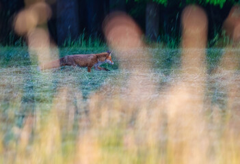 Red fox hunting in the field