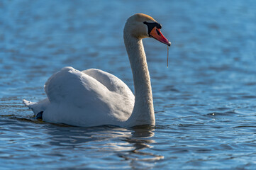 Obraz premium swan in the lake