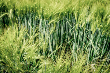 Weizenfeld / Weizen / Sommer / Feld / Ernte / Erntedank