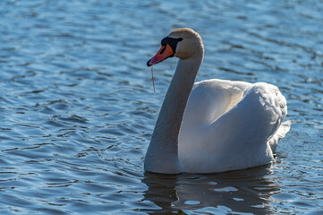 Naklejka premium swan in the lake